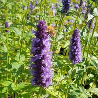 Agastache  'Black Adder'